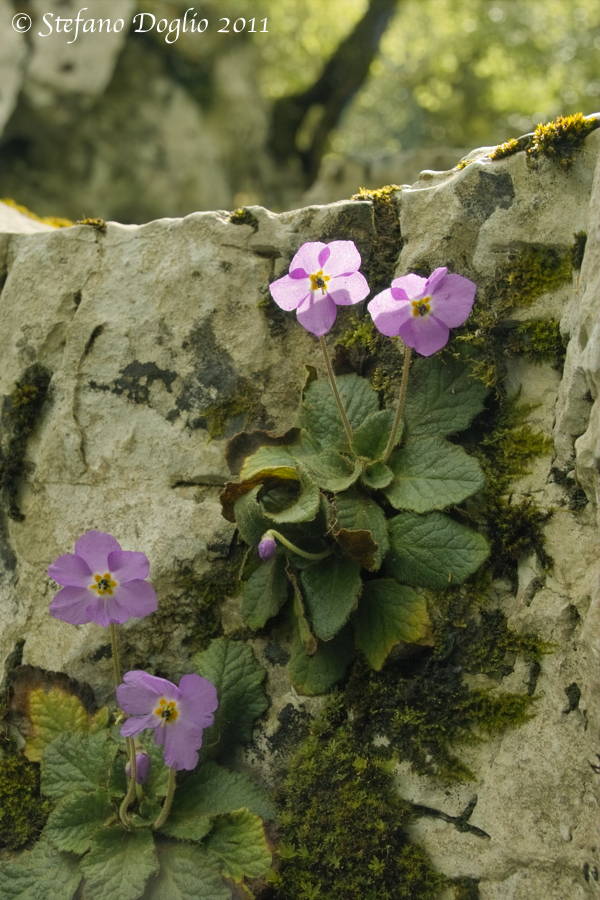 Ramonda serbica